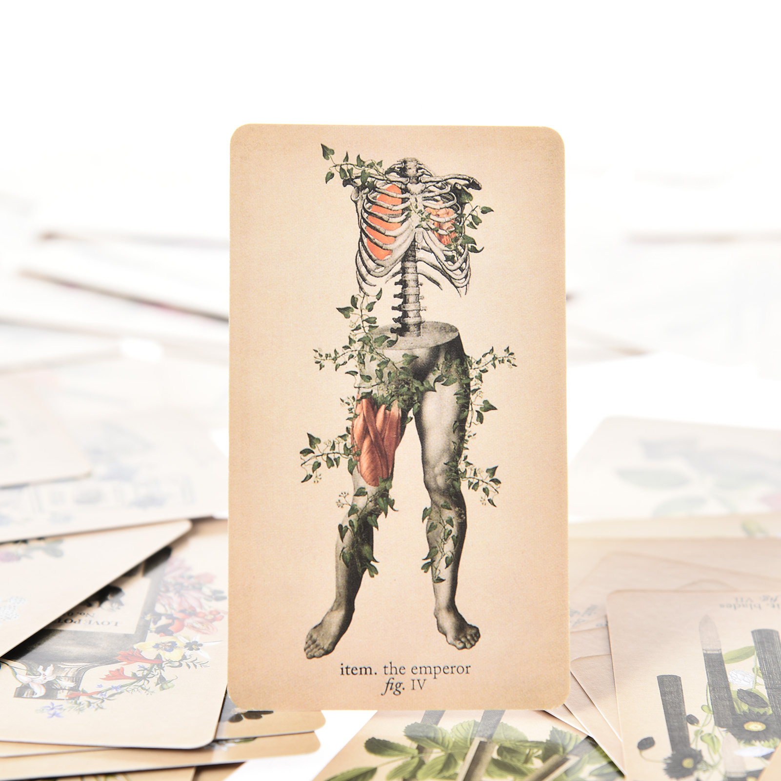 アンティーク・アナトミー・タロットカード 英語版 タロットデ - Tarot Cards Deck With Guidebook のレビューと価格